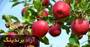قیمت سیب قرمز