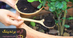 قیمت کود شیمیایی