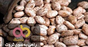 لوبیا چیتی آذوقه فله عمده