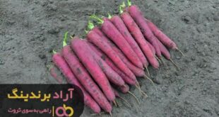فروش هویج سیاه بنفش