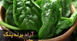 اسفناج کوهی