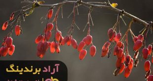 زرشک پفکی کیلویی