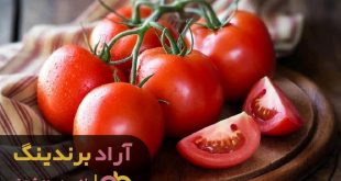 گوجه فرنگی امروز کرج