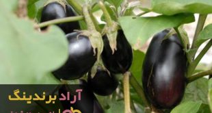 بهترین مکان برای کاشت بادمجان کجاست؟