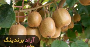 کیوی سر باغ